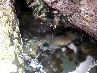 パウア貝(あわび) パウア貝(あわび)